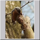 Sitta europaea - Kleiber 02.jpg